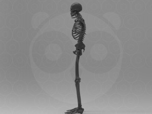 Skeleton - Rigged - Animated 3D मॉडल