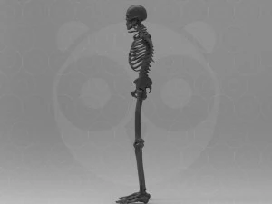 Skeleton - Rigged - Animated 3D Model