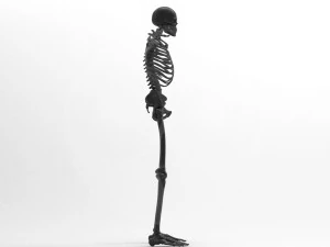 Skeleton - Rigged - Animated 3D Model