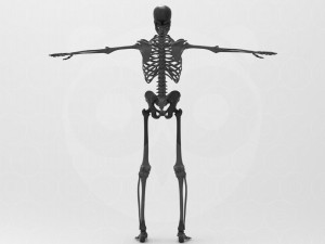 Skeleton - Rigged - Animated 3D मॉडल