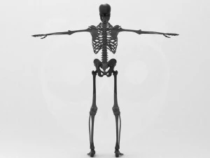 Skeleton - Rigged - Animated 3D Model