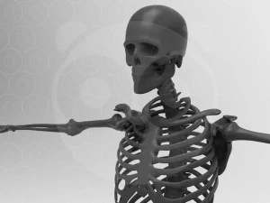 Skeleton - Rigged - Animated 3D Model