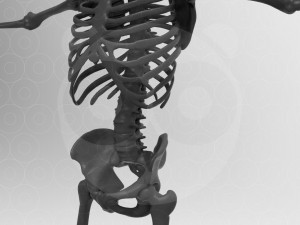Skeleton - Rigged - Animated 3D मॉडल