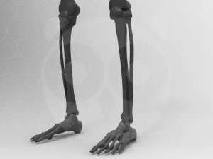 Skeleton - Rigged - Animated 3D Model
