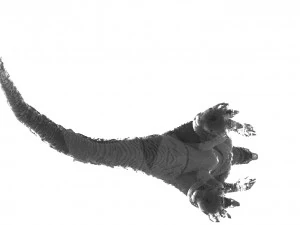 Godzilla - Print 3D Print Model