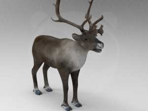 Reindeer Modelo 3D