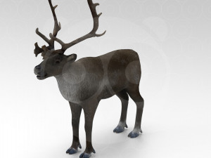 Reindeer Modelo 3D
