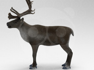 Reindeer Modelo 3D