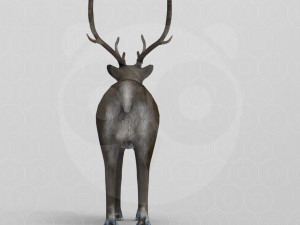 Reindeer Modelo 3D