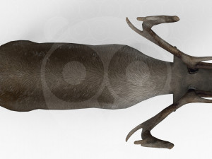 Reindeer Modelo 3D