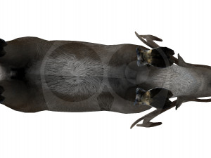 Reindeer Modelo 3D