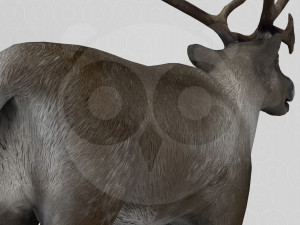 Reindeer Modelo 3D