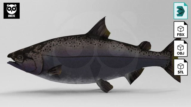 Salmone Modello 3D .c4d .max .obj .3ds .fbx .stl .blend 