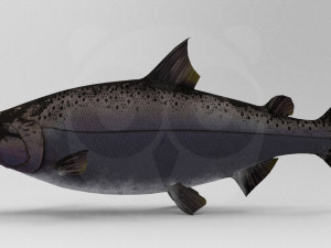 Salmon 3Dモデル