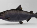 Salmon 3D Model