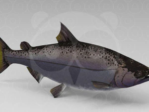Salmone Modello 3D