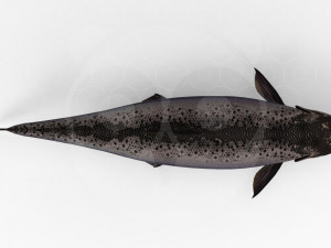 Salmon 3D 模型