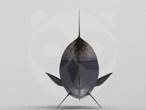 Salmon 3D 模型