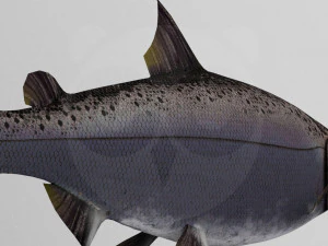 Salmone Modello 3D