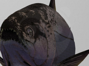 Salmon 3D 模型