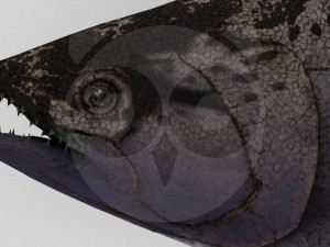 Salmon 3D 模型
