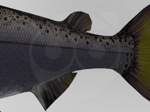 Salmon 3D 模型