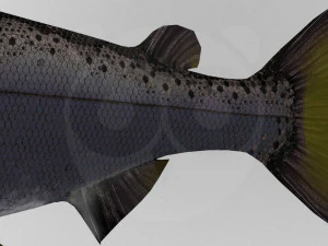 Salmone Modello 3D
