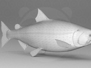Salmon 3D 模型