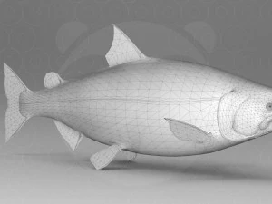 Salmone Modello 3D
