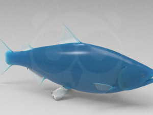 Salmon 3D 模型