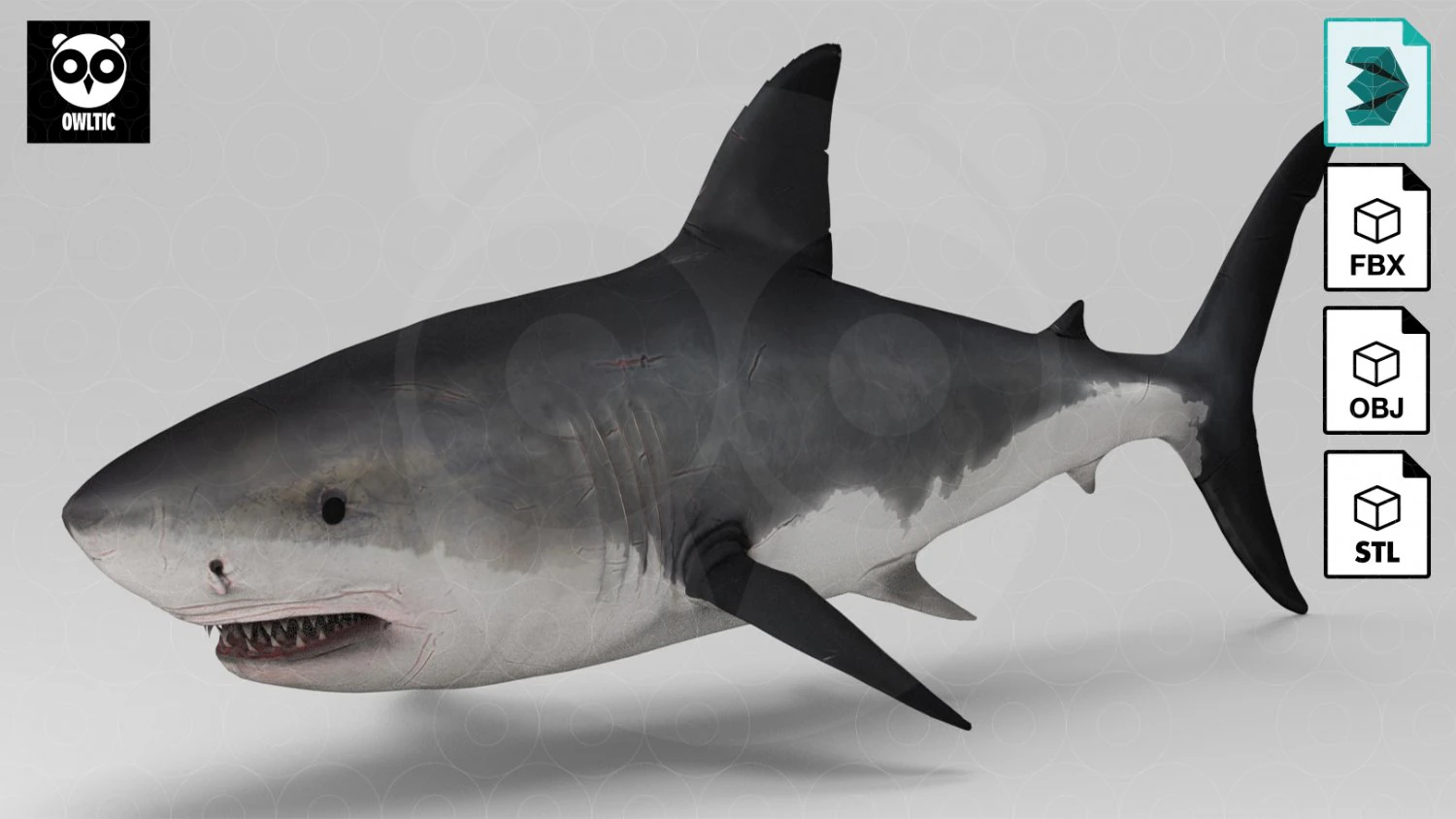 Shark 3D Model .c4d .max .obj .3ds .fbx .stl .blend 