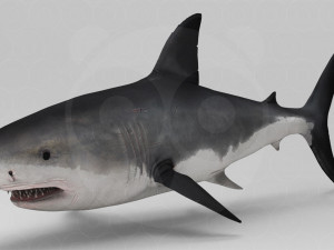 Shark 3D Model