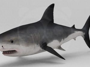 Shark 3D Model
