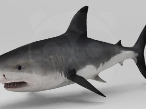 Shark 3D Model