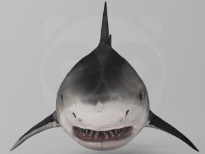 Shark 3D Model