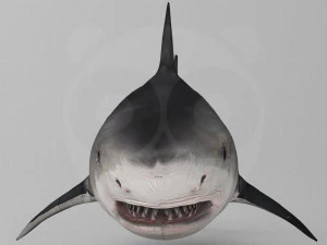 Shark 3D Model