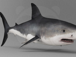 Shark 3D Model
