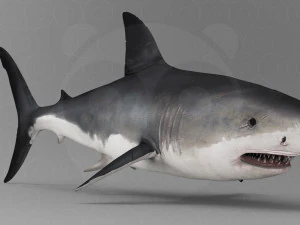 Shark 3D Model
