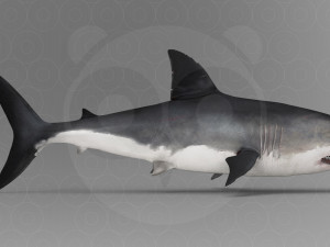 Shark 3D Model