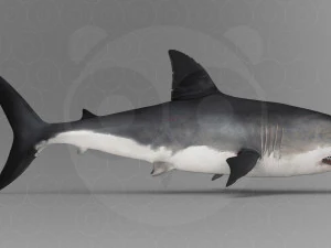 Shark 3D Model