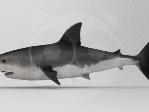 Shark 3D Model