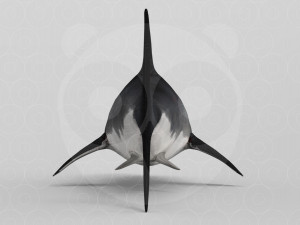 Shark 3D Model