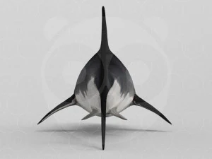 Shark 3D Model