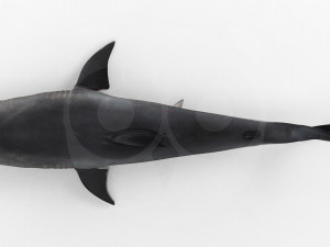Shark 3D Model