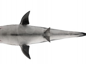 Shark 3D Model