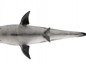 Shark 3D Model
