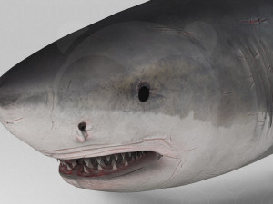 Shark 3D Model