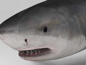 Shark 3D Model