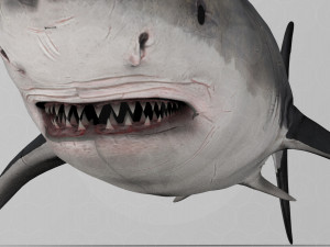 Shark 3D Model