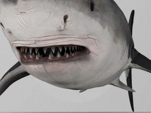 Shark 3D Model